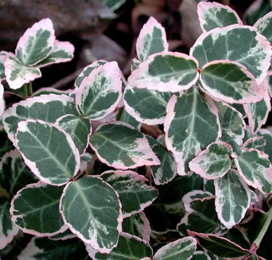 Japanse Kardinaalsmuts Euonymus Fortunei Emerald Gaiety Met