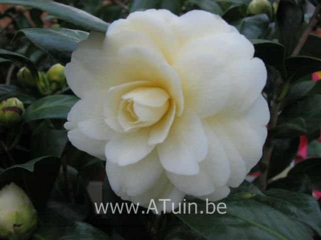 D.w.z Discriminatie op grond van geslacht kwaadheid de vrije loop geven Camelia (Camellia japonica - Wit) met GroeiGarantie - Atuin