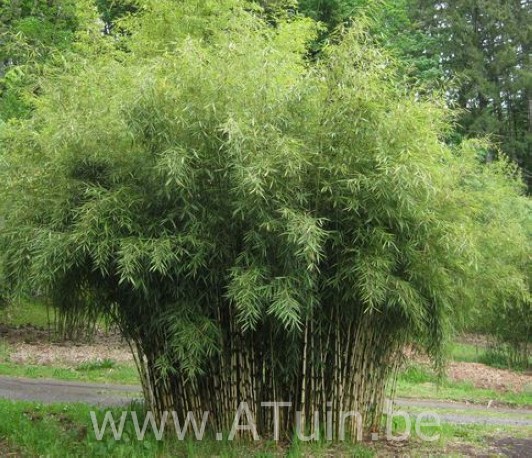 Waarschijnlijk Krijger federatie Bamboe (Fargesia robusta 'Campbell') met GroeiGarantie - Atuin
