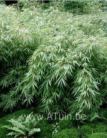 Bamboe (Fargesia 'Rufa') GroeiGarantie Atuin