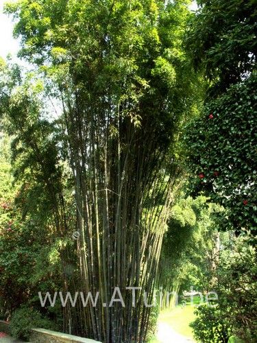 muziek Chinese kool Hedendaags Zwarte Bamboe (Phyllostachys nigra) met GroeiGarantie - Atuin