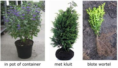 Wat is in pot - kluit- blote wortel